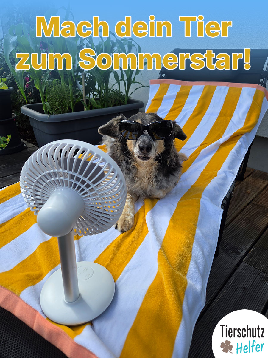 Mach dein Tier zum Sommerstar