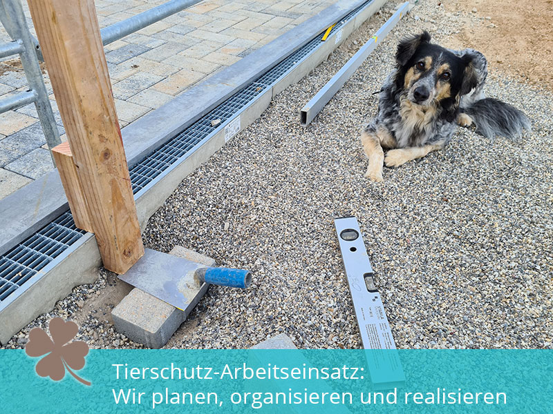 Tierschutz helfen