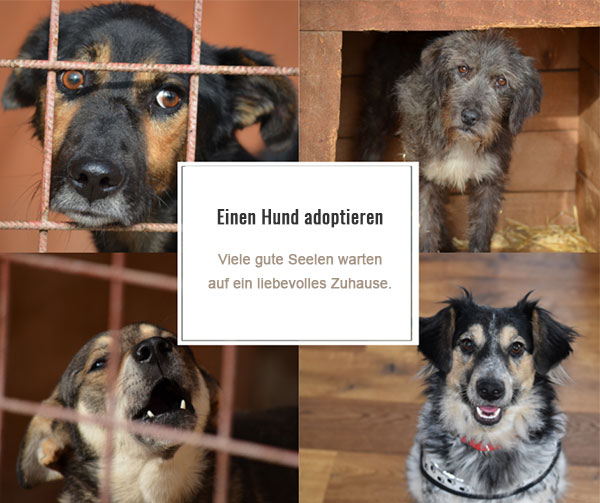 Hund adoptieren