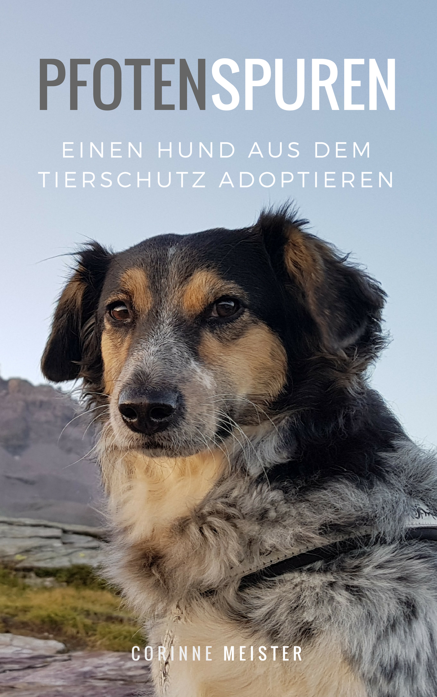Hund adoptieren