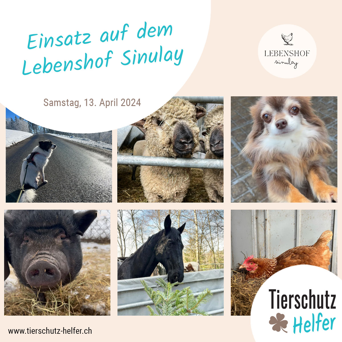 Tierschutz Helfer