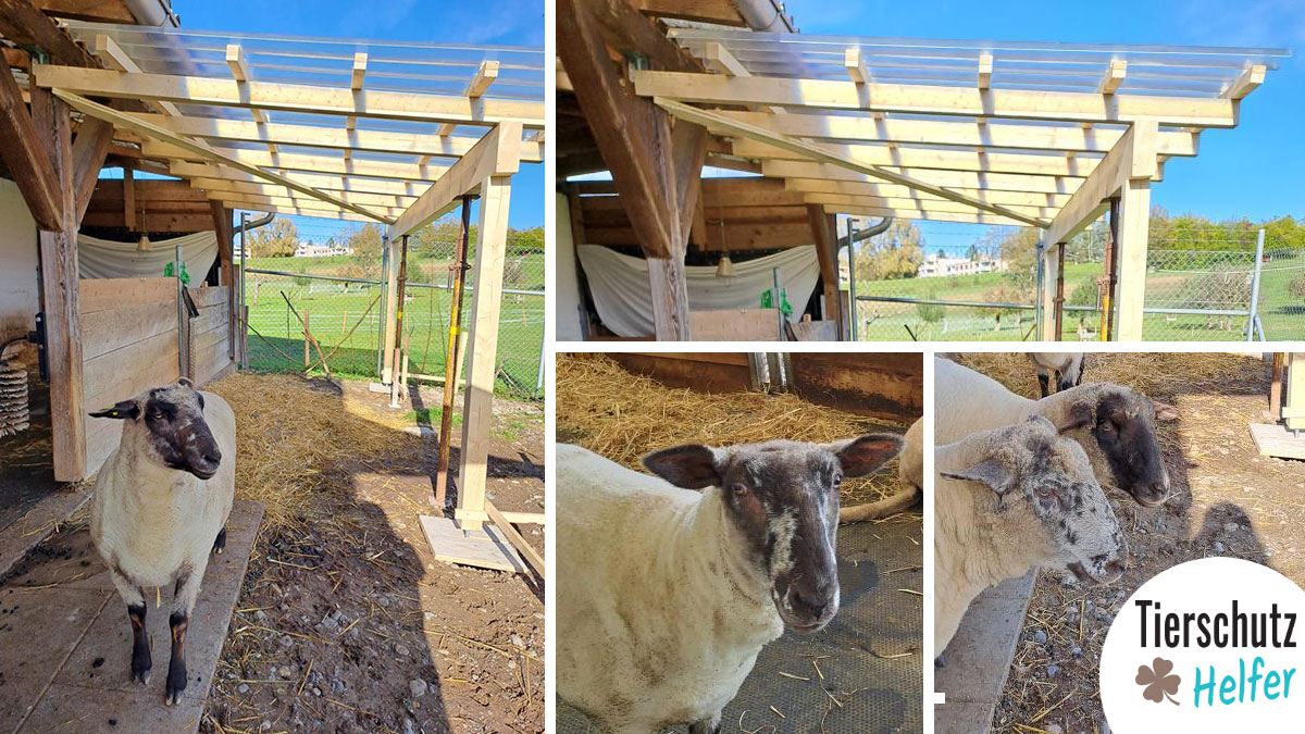 Dach für Schafstall