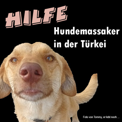 Massaker an Hunden in der Türkei