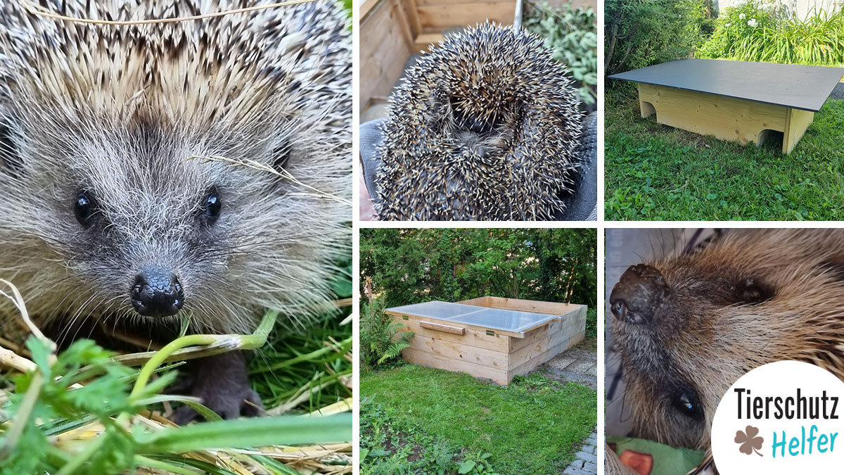 Igel Hilfe