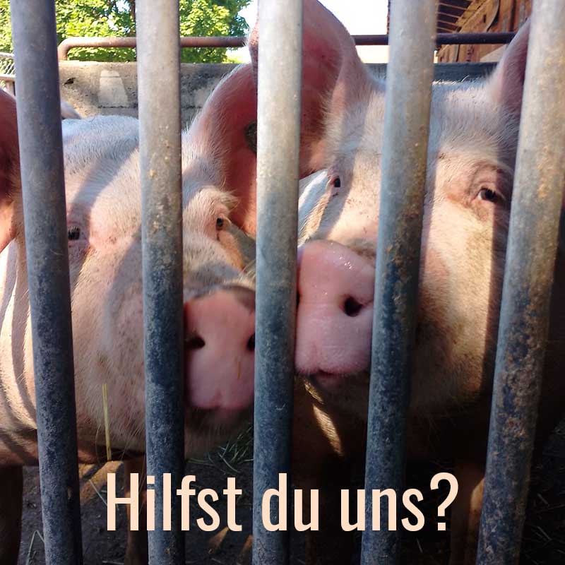 Schweinerettung