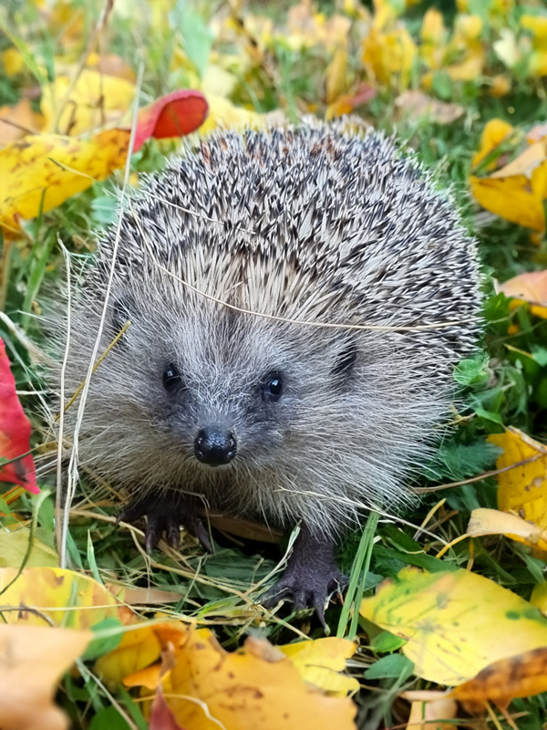 Igelhaus Fütterungsstelle für Igel