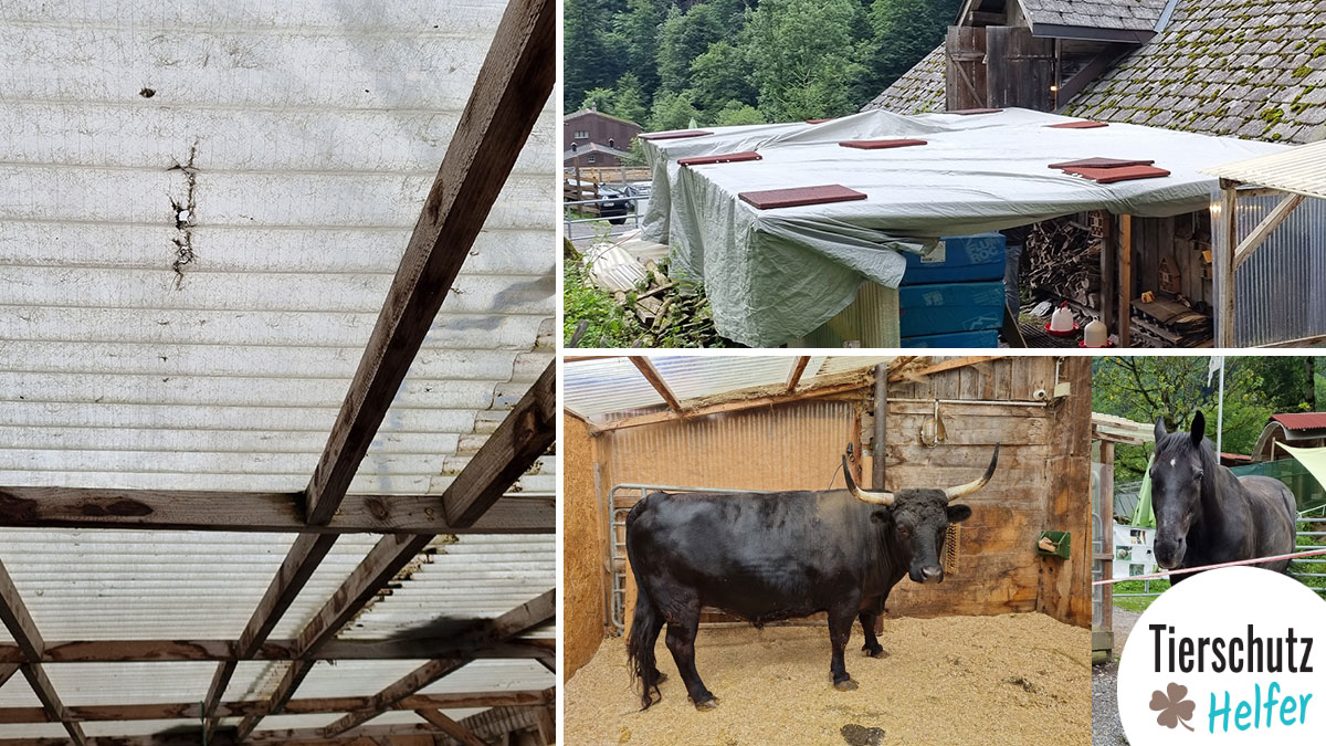 Spendenaufruf Tierschutz Helfer