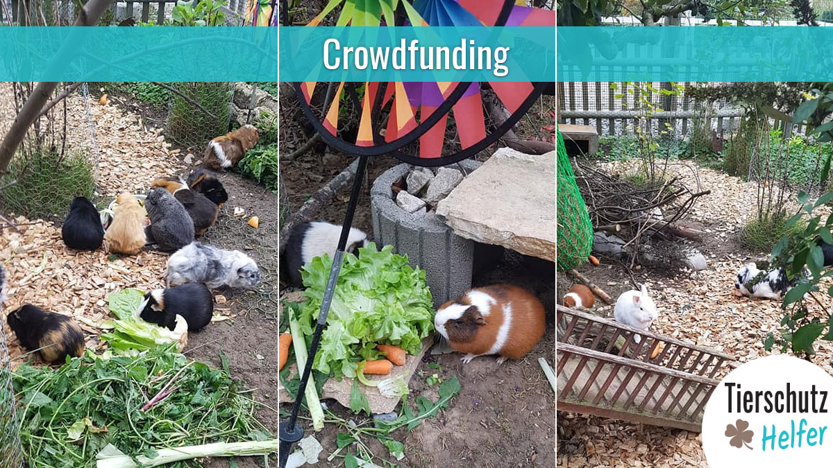 Spenden für Kleintiere