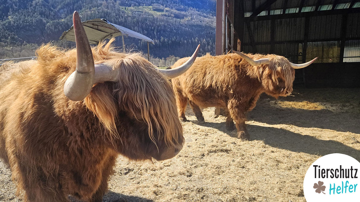 Unterstützung Lebenshof Allegro