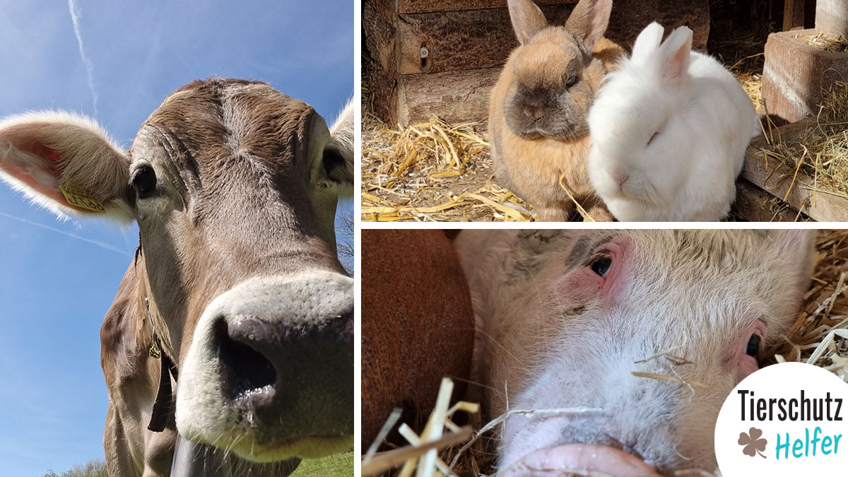 Tierschutz Schweiz Spenden
