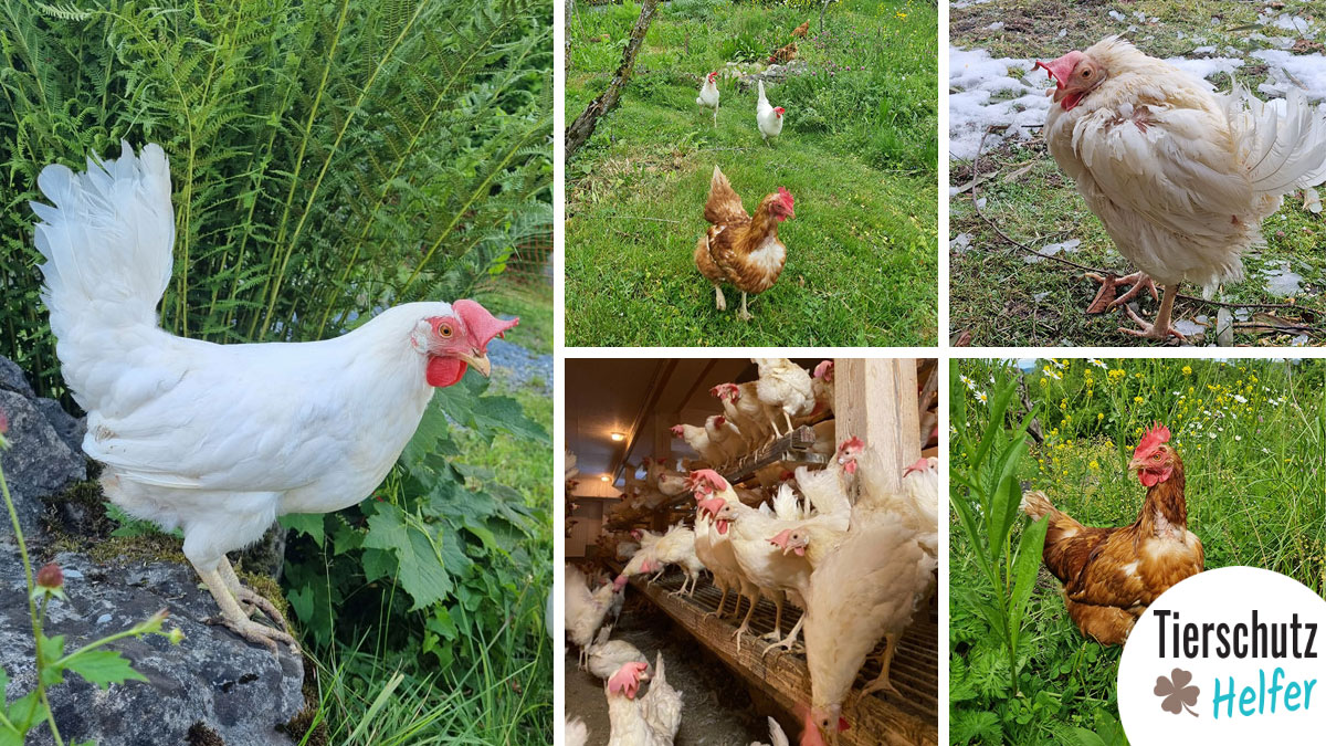 Hühner Schweiz