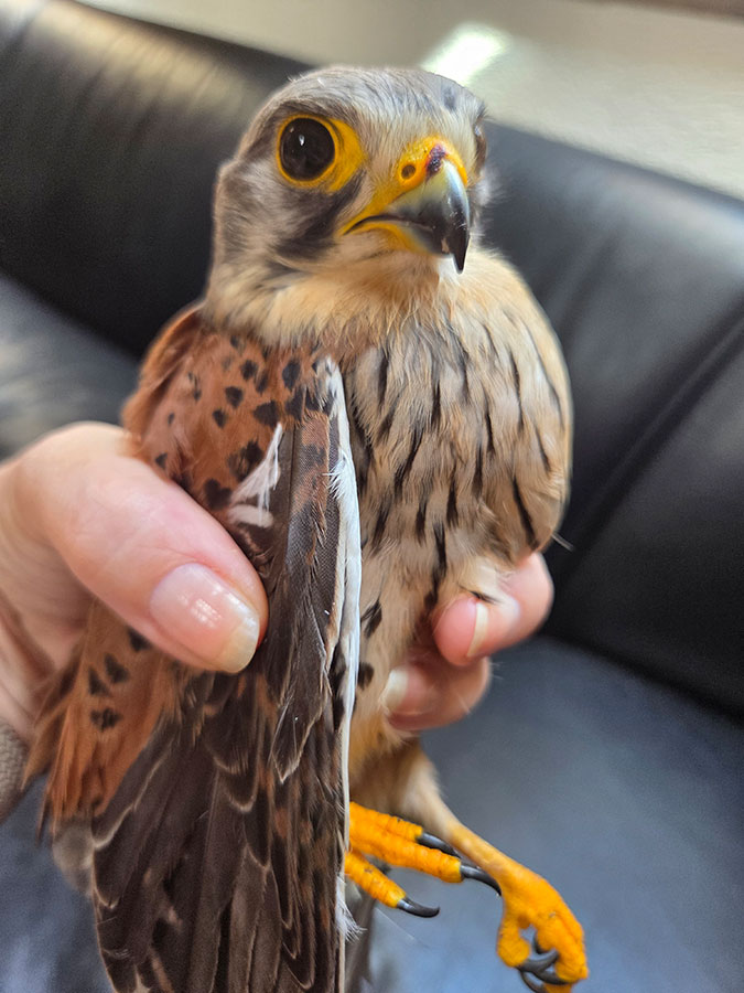Verletzter Turmfalke