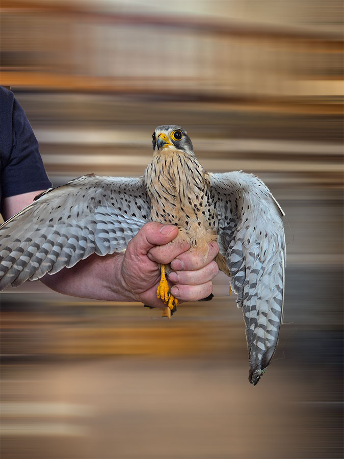 Flugunfähiger Turmfalke