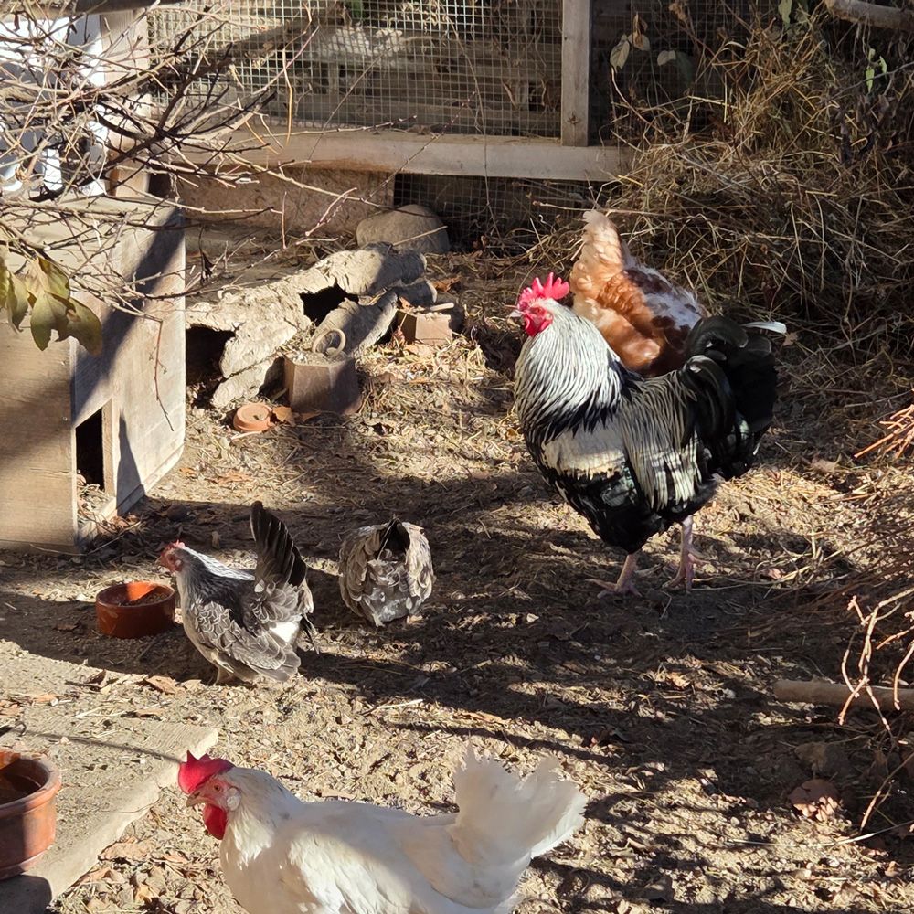 Hahn im Hühnerstall