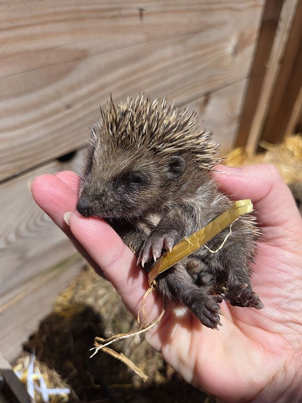 Igel Baby