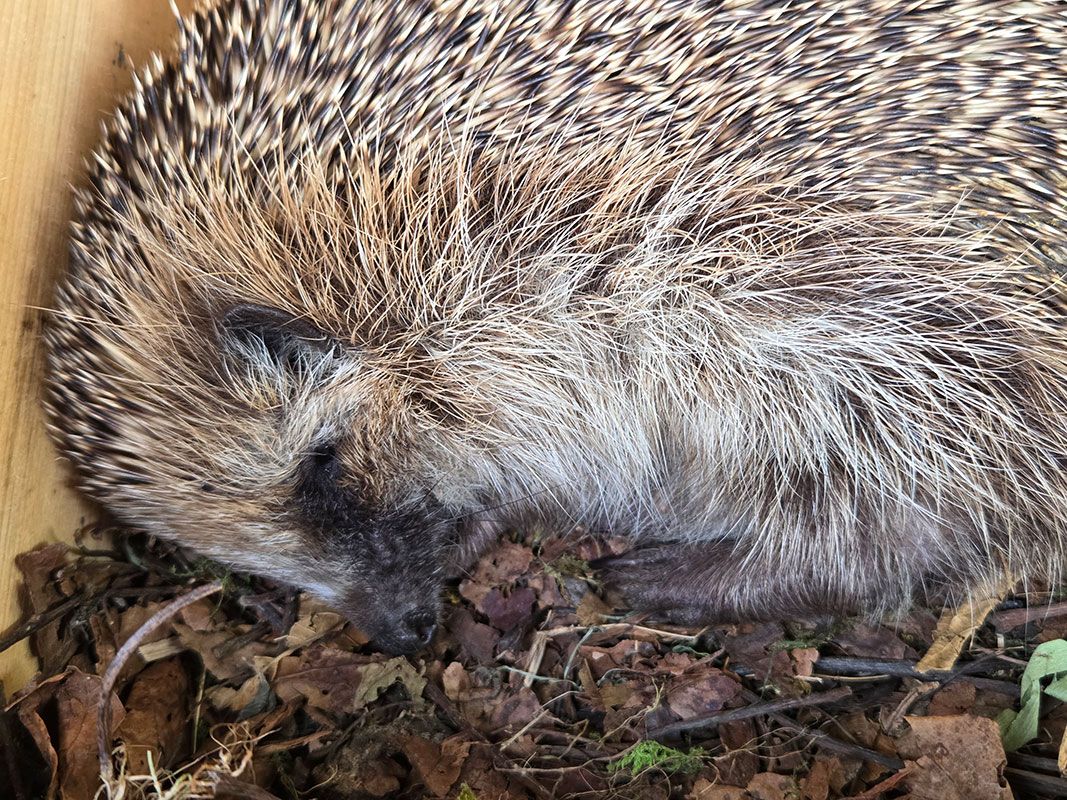 Schlafender Igel