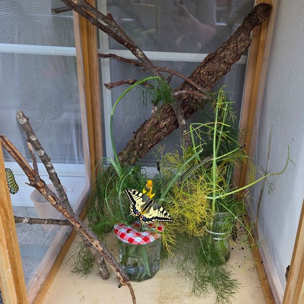 Igelhaus Fütterungsstelle für Igel