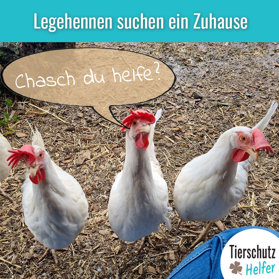 Hühner retten Schweiz