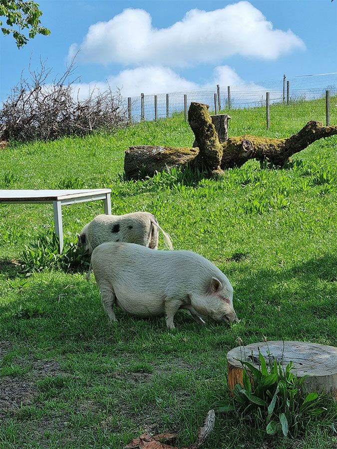 Tierschutz Helfertag Lebenshof Hashüsli