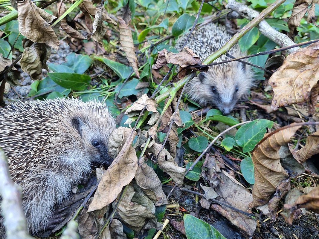 Igel im Auswilderungsgehege