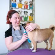 Aloe Vera Produkte für Hunde