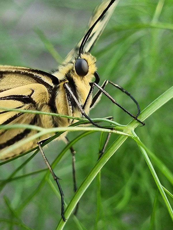 Schwalbenschwanz Schmetterling
