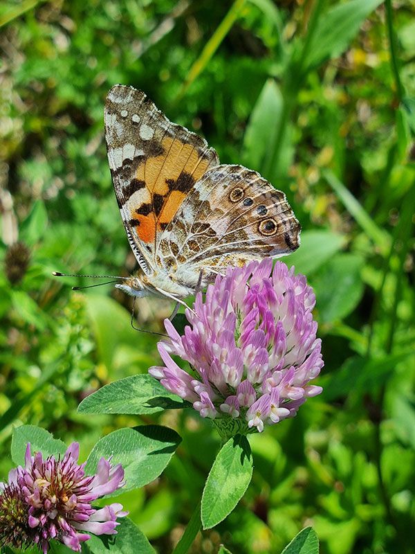 Roter Wiesenklee Insektenfutter